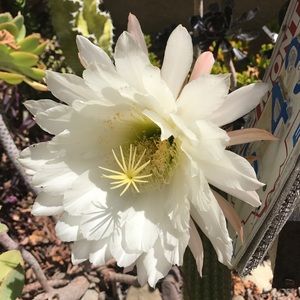 Meet your Posher, Leslie